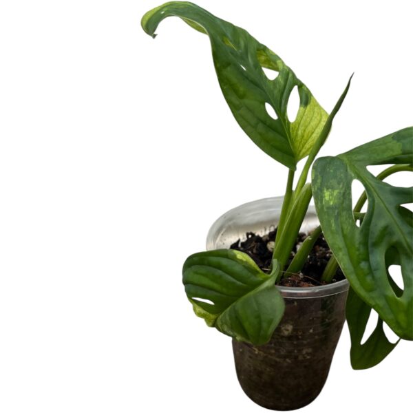 Monstera Adonsonii Albo - Image 3