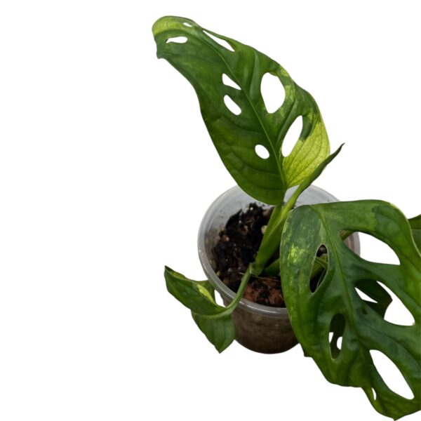 Monstera Adonsonii Albo - Image 4