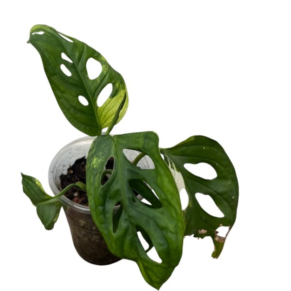 Monstera Adonsonii Albo - Image 2
