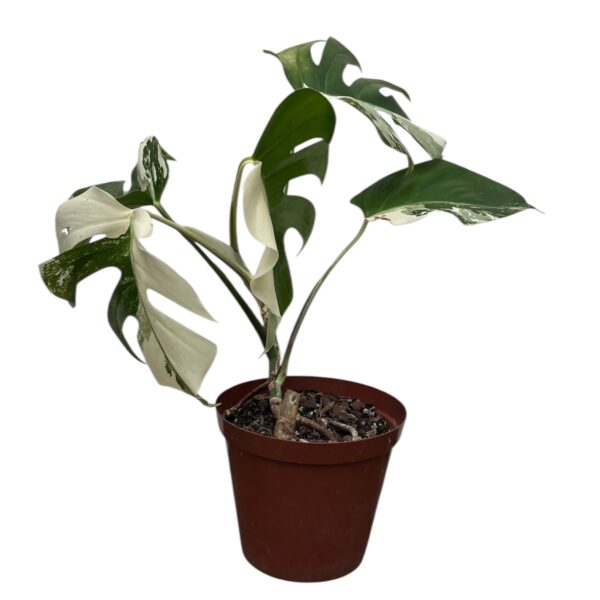 Monstera Albo Variegata – Plant 1 | 4 Leaf Established Collector Plant - Image 6