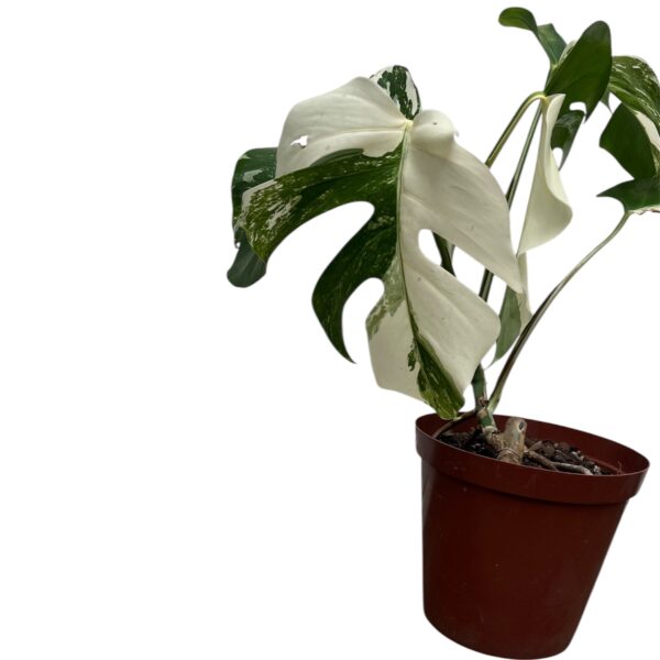 Monstera Albo Variegata – Plant 1 | 4 Leaf Established Collector Plant - Image 5
