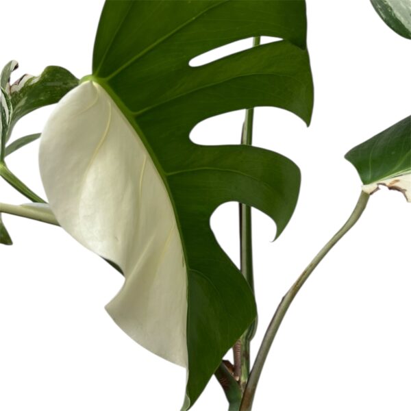 Monstera Albo Variegata – Plant 1 | 4 Leaf Established Collector Plant - Image 4