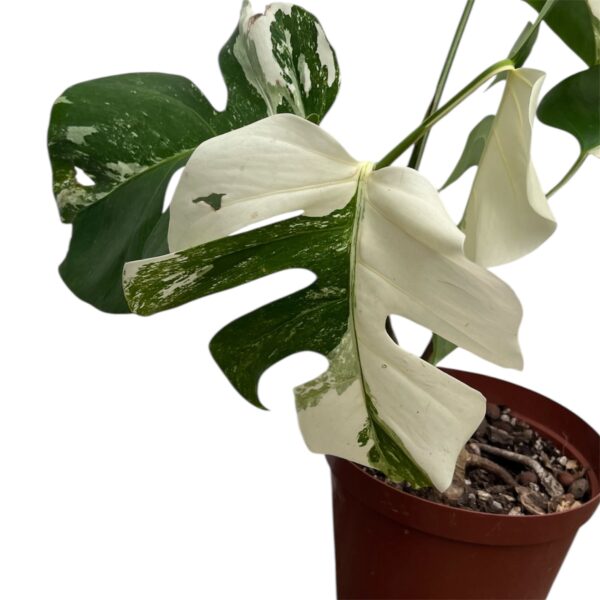 Monstera Albo Variegata – Plant 1 | 4 Leaf Established Collector Plant - Image 3