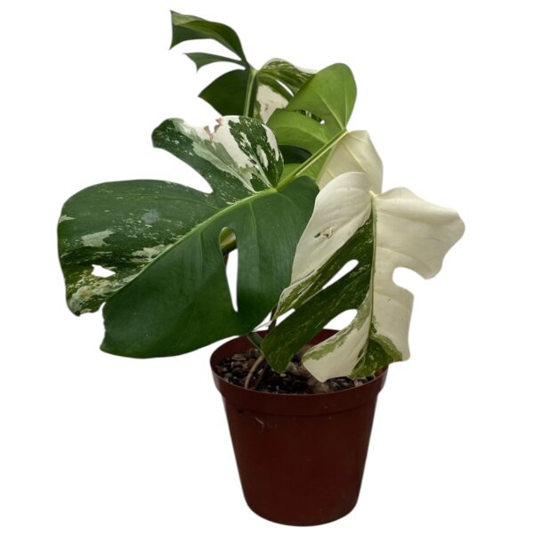Monstera Albo Variegata – Plant 1 | 4 Leaf Established Collector Plant - Image 2