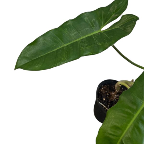 Philodendron Paraiso Verde (Low Variegation) – Rare Variegated Philodendron Indoor Plant | Green Camouflage Leaves | Collector Tropical Houseplant | 12cm pot - Image 4