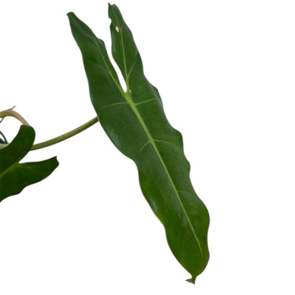 Philodendron Paraiso Verde (Low Variegation) – Rare Variegated Philodendron Indoor Plant | Green Camouflage Leaves | Collector Tropical Houseplant | 12cm pot - Image 3