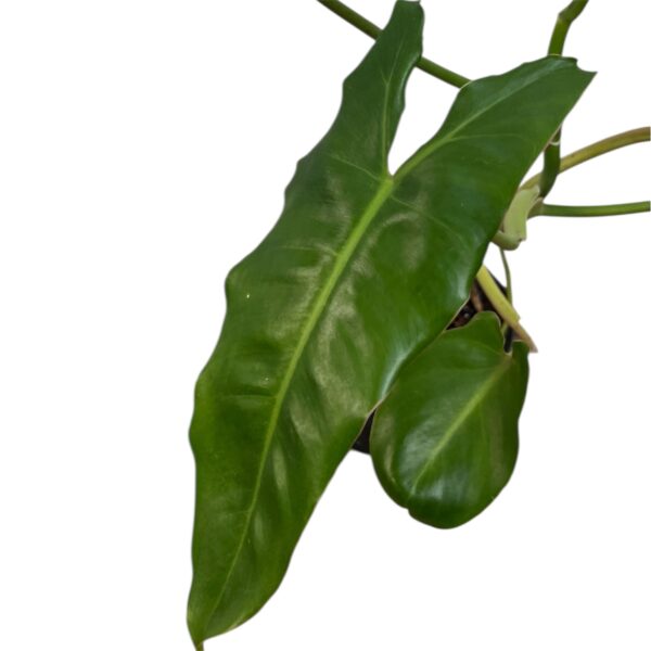 Philodendron Paraiso Verde (Low Variegation) – Rare Variegated Philodendron Indoor Plant | Green Camouflage Leaves | Collector Tropical Houseplant | 12cm pot - Image 2