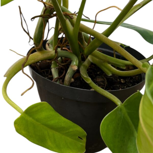 Philodendron Domesticum (Reverted) – Fast-Growing Indoor Plant - Image 2