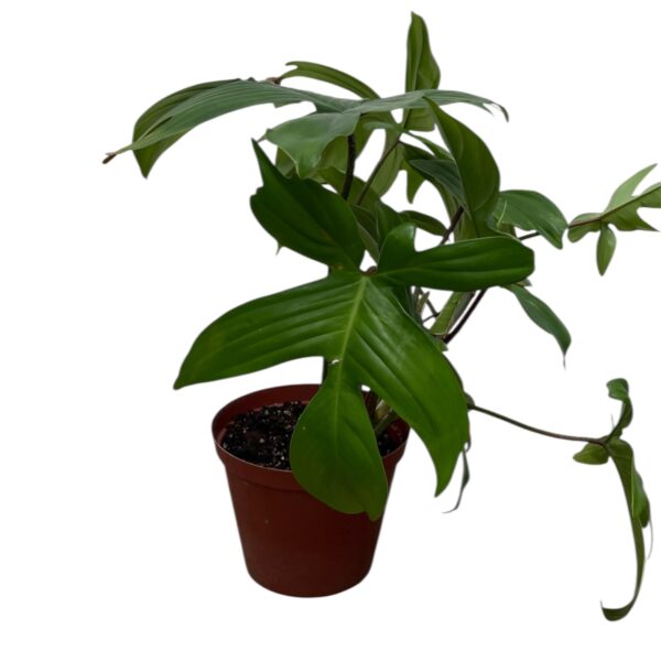 Philodendron Florida 12cm Pot – Rare Split Leaf Philodendron Indoor Plant | Climbing Tropical Houseplant | Collector Favourite - Image 2