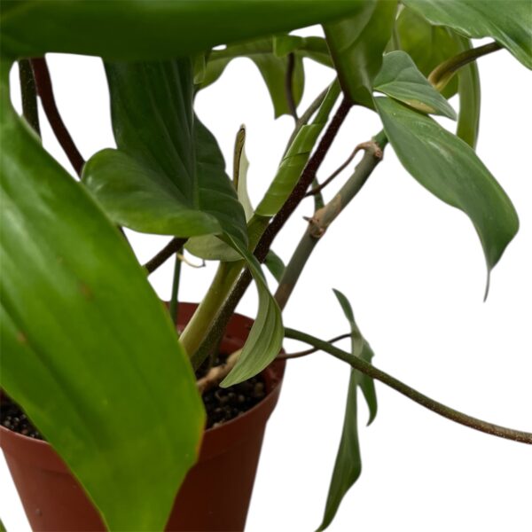 Philodendron Florida 12cm Pot – Rare Split Leaf Philodendron Indoor Plant | Climbing Tropical Houseplant | Collector Favourite - Image 3