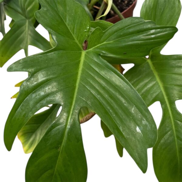 Philodendron Florida 12cm Pot – Rare Split Leaf Philodendron Indoor Plant | Climbing Tropical Houseplant | Collector Favourite - Image 4