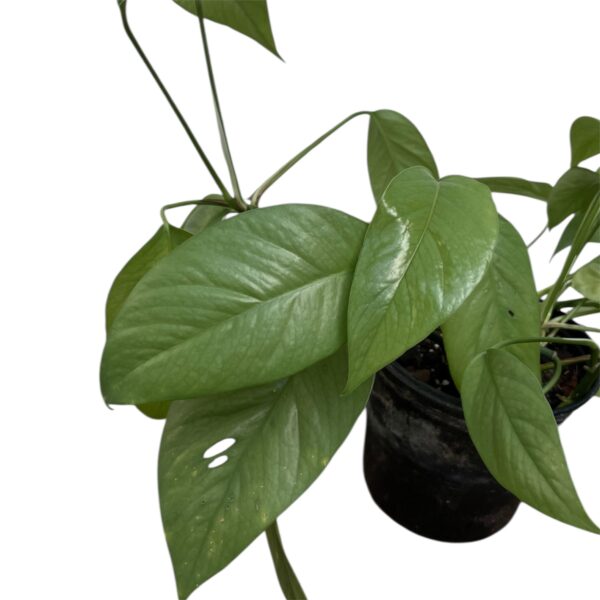 Epipremnum Cebu Blue – Rare Silver-Blue Pothos Indoor Plant | Climbing & Trailing Tropical Houseplant | Collector Favourite - Image 2