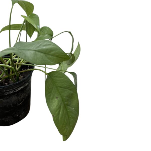 Epipremnum Cebu Blue – Rare Silver-Blue Pothos Indoor Plant | Climbing & Trailing Tropical Houseplant | Collector Favourite - Image 3
