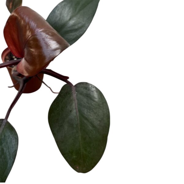Philodendron ‘Burgundy Princess’ – Rare Red Philodendron Indoor Plant | Deep Burgundy Leaves | Collector Tropical Houseplant - Image 2