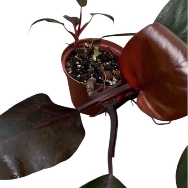 Philodendron ‘Burgundy Princess’ – Rare Red Philodendron Indoor Plant | Deep Burgundy Leaves | Collector Tropical Houseplant - Image 3