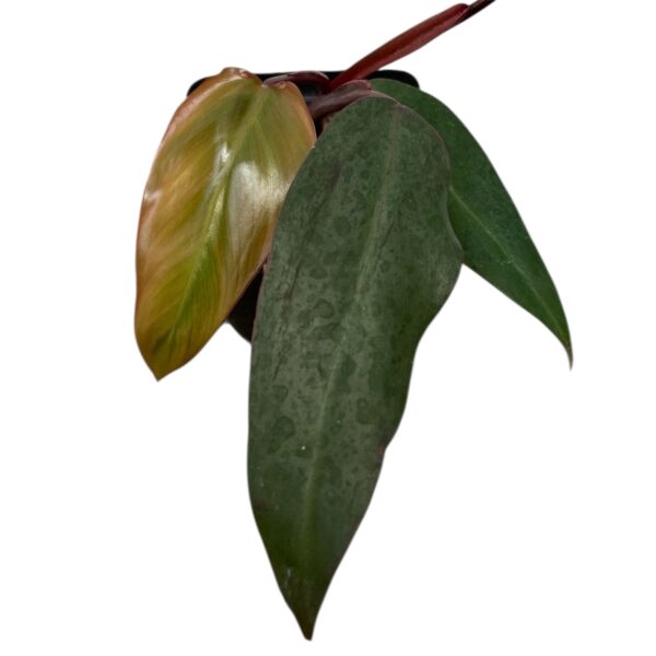 Philodendron ‘Bloody Mary’ – Rare Red Philodendron Indoor Plant | Deep Burgundy Foliage | Collector Tropical Houseplant - Image 2