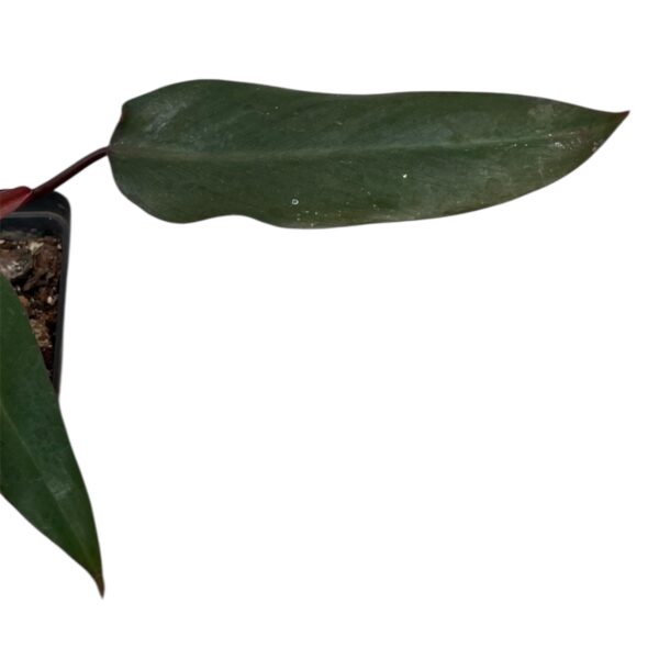 Philodendron ‘Bloody Mary’ – Rare Red Philodendron Indoor Plant | Deep Burgundy Foliage | Collector Tropical Houseplant - Image 4