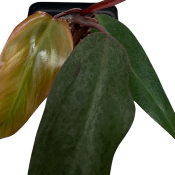 Philodendron ‘Bloody Mary’ – Rare Red Philodendron Indoor Plant | Deep Burgundy Foliage | Collector Tropical Houseplant - Image 3
