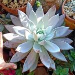 Echeveria colorata ‘Mexican Giant’ – Large Rosette Succulent Statement Plant for Pots & Succulent Gardens | 25cm Pot