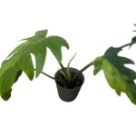 Philodendron Radiatum variegata