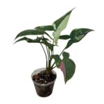 Syngonium Red Spot Tricolour