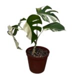 Monstera Albo Variegata – Plant 1 | 4 Leaf Established Collector Plant