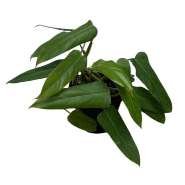 Philodendron Domesticum (Reverted) – Fast-Growing Indoor Plant - Image 3