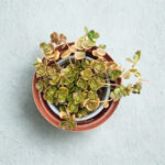 Sedum tetractinum ‘Coral Reef’ Succulent – Colour-Changing Stonecrop Groundcover for Pots & Rock Gardens | 12cm Pot