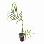 Philodendron Tortum