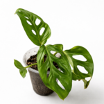 Monstera Adonsonii Albo