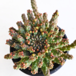 Euphorbia flanaganii (Medusa’s Head) 12cm Pot – Unique Caudex Succulent | Indoor & Outdoor Plant | Easy-Care Collector Plant