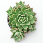 Echeveria agavoides ‘Miranda’ 12cm Pot – Compact Red-Tipped Succulent | Rosette Plant | Indoor & Outdoor Décor