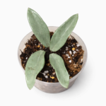 Hoya ‘Wilbur Graves Silver’ – Rare Silver Splash Wax Plant