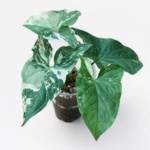 Syngonium Albo Variegated – White Variegated Arrowhead Plant