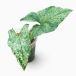 Syngonium ‘Mojito’ – Variegated Arrowhead Indoor Plant