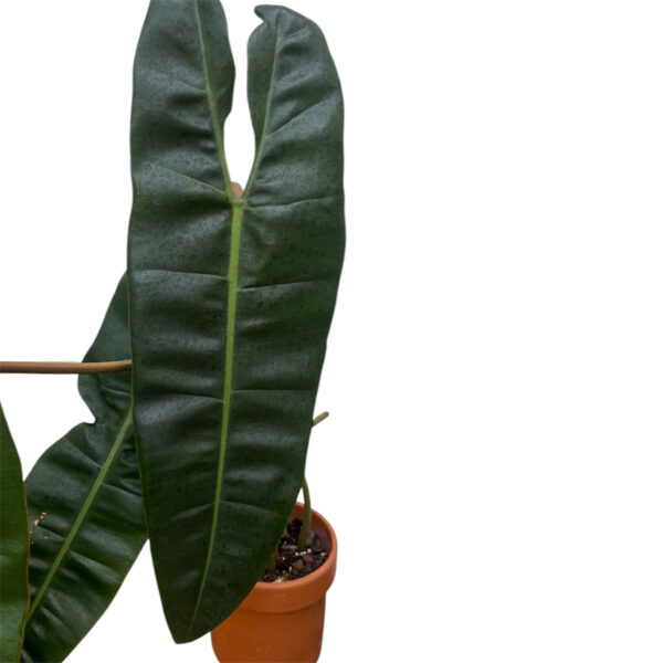 Philodendron Billietiae Large – Rare Orange Stem Climbing Indoor Plant - Image 3