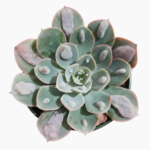 Echeveria ‘Raindrops’ Succulent  (Rare Bumpy Rosette Indoor & Patio Plant South Africa) 12cm Pot