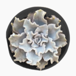 Echeveria ‘Crispate Beauty’ Frilled Succulent (Rare Ruffled Rosette Indoor & Patio Plant South Africa) 12cm pot