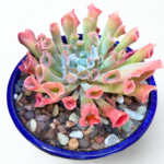 Echeveria ‘Trumpet Pinky’ 12cm Pot – Tubular Succulent | Unique Trumpet-Shaped Leaves | Indoor & Outdoor Plant