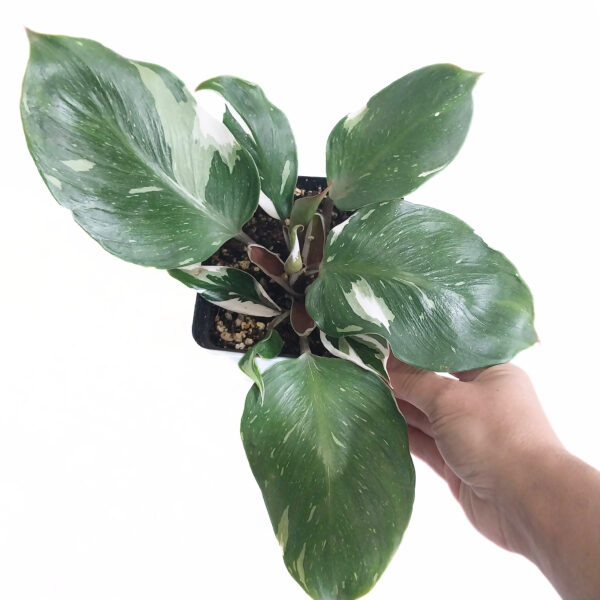 Philodendron ‘White Knight’ – Rare Variegated Philodendron Indoor Plant for Collectors | 12cm Pot - Image 4