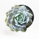 Echeveria ‘Lola’ 12cm Pot – Pastel Rosette Succulent | Compact Indoor Plant | Easy-Care Decorative Succulent