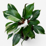 Philodendron White Knight | Rare Variegated Indoor Plant in 12cm Pot