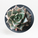 Echeveria purpusorum 12cm Pot – Patterned Succulent | Indoor & Outdoor Plant | Compact Collector Favourite
