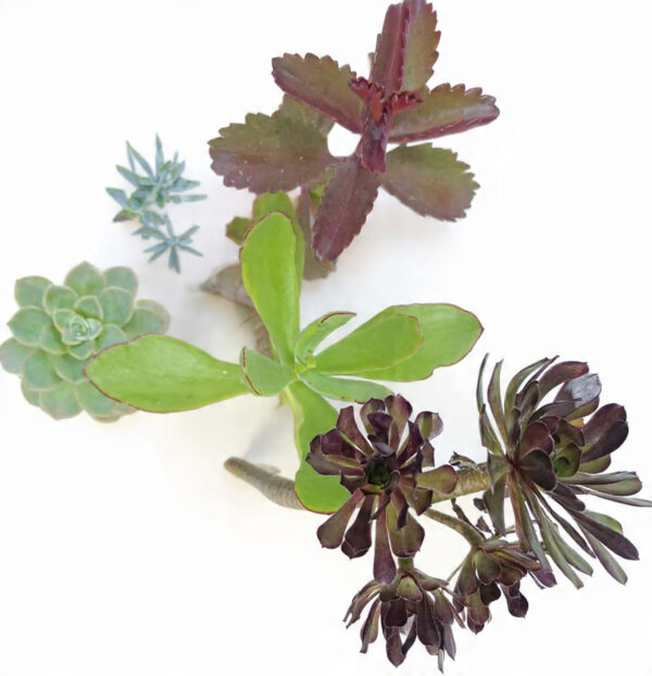 Large Succulent Combo Bundle (Mixed Outdoor & Patio Succulent Plants Collection) - Image 2