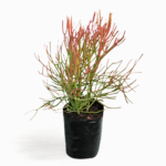 Euphorbia tirucalli ‘Firesticks’ 15cm Pot – Pencil Cactus | Sticks on Fire | Colour-Changing Succulent