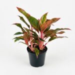Aglaonema King of Siam indoor plant with green variegated leaves in black plastic grow pot on white background