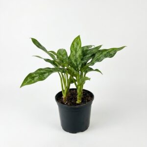 Aglaonema Maria indoor plant with dark green and silver patterned leaves in black plastic grow pot on white background