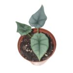 Alocasia Nebula ‘Elaine’ – Rare Silver Velvet Elephant Ear Plant