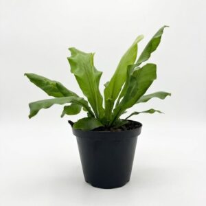 Asplenium nidus bird’s nest fern with bright green wavy leaves in 12cm black plastic nursery pot on white background