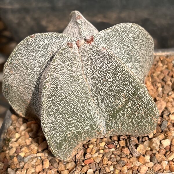Astrophytum myriostigma (Bishop’s Cap Cactus – Spineless Star Cactus Indoor & Outdoor Plant) - Image 2